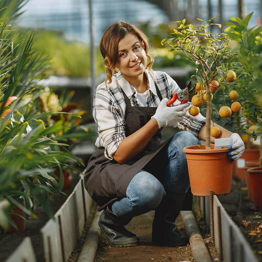 Designing a Garden: Tips for Success